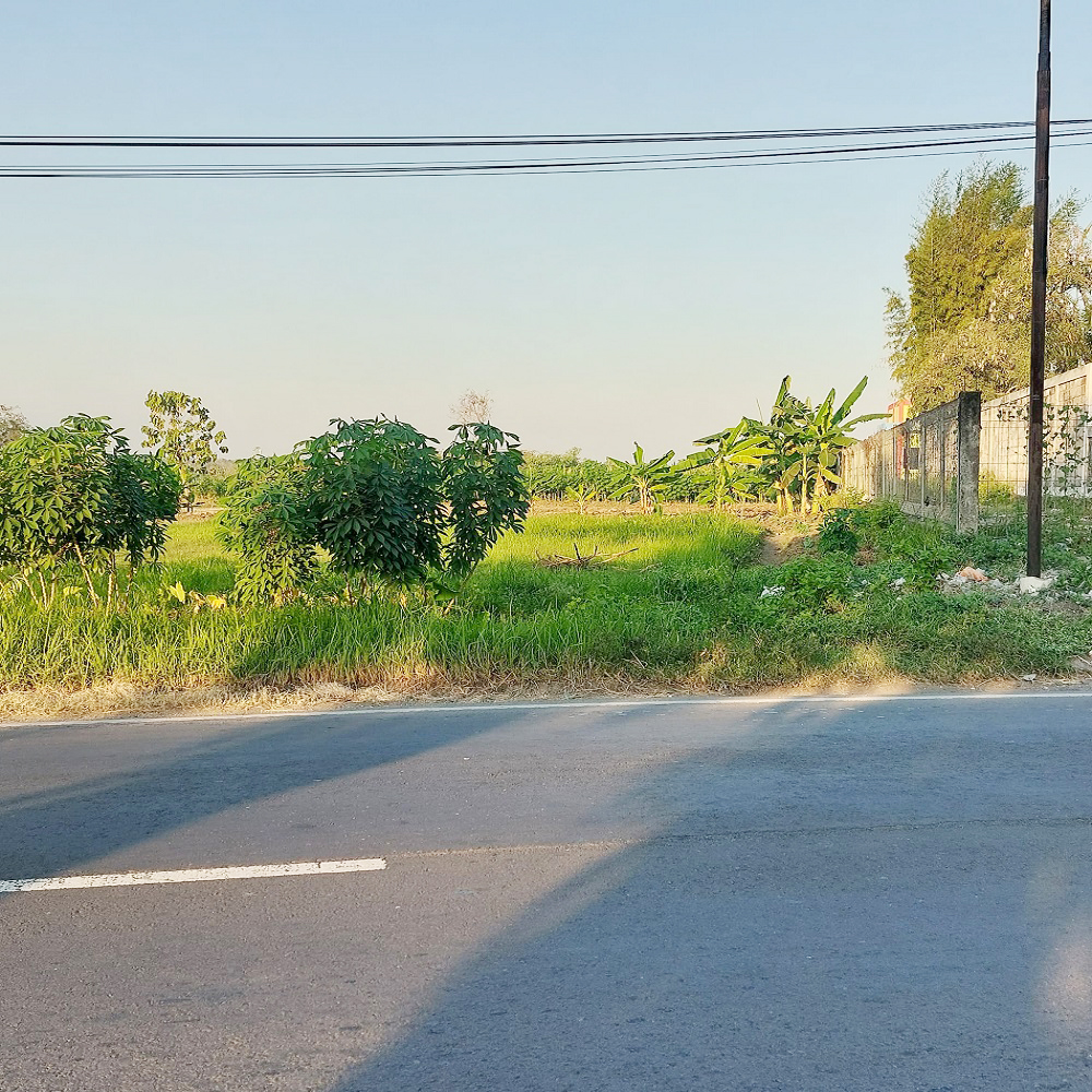 Jual Tanah 10 Hektar di Kedungpring Lamongan Pinggir Jalan Raya Babat-Jombang, Dekat Pasar Kedungpring, SMA Negeri Kedungpring